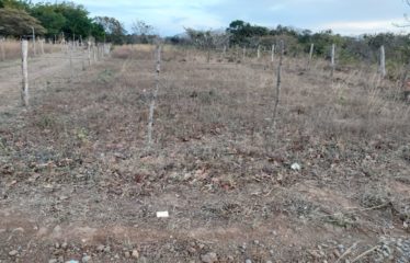 Lote Colonia Bolaños