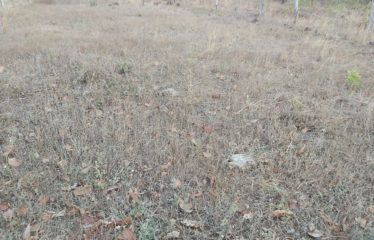 Lote Colonia Bolaños