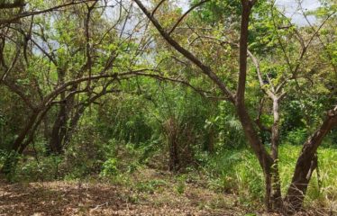 Finca, Llano del Cortéz, Bagaces