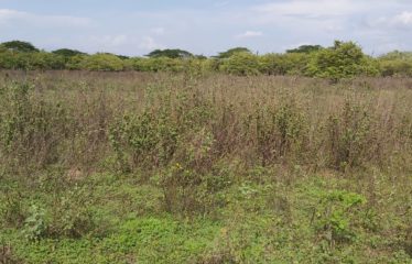 Lote, Las Americas, Liberia, Gte