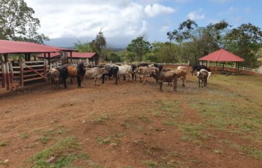 Finca los Andes, La Cruz, Gte