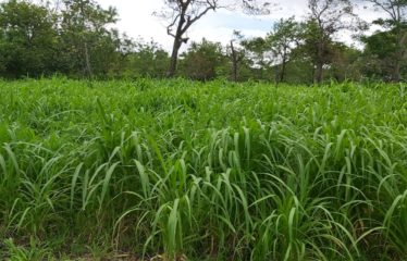 Finca, Santa Clara, Liberia, Gte