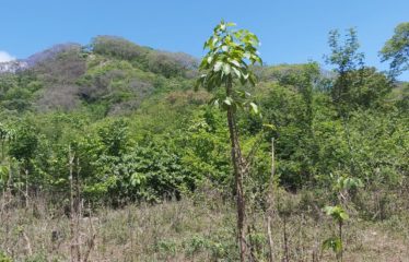 Finca, Santa Bárbara, Santa Cruz, Gte