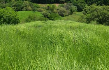 Finca, Montaña Grande Lepanto