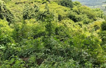 Se vende finca – San Juan, Santa Cruz