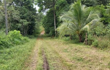 Se vende finca de 15 has – Canalete Upala