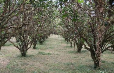 Se vende finca – Dos Ríos de Upala