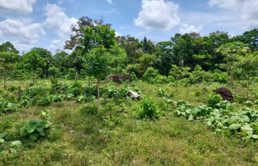 Se vende finca en San Luis de Upala