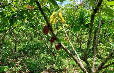 Se vende finca en San Luis de Upala